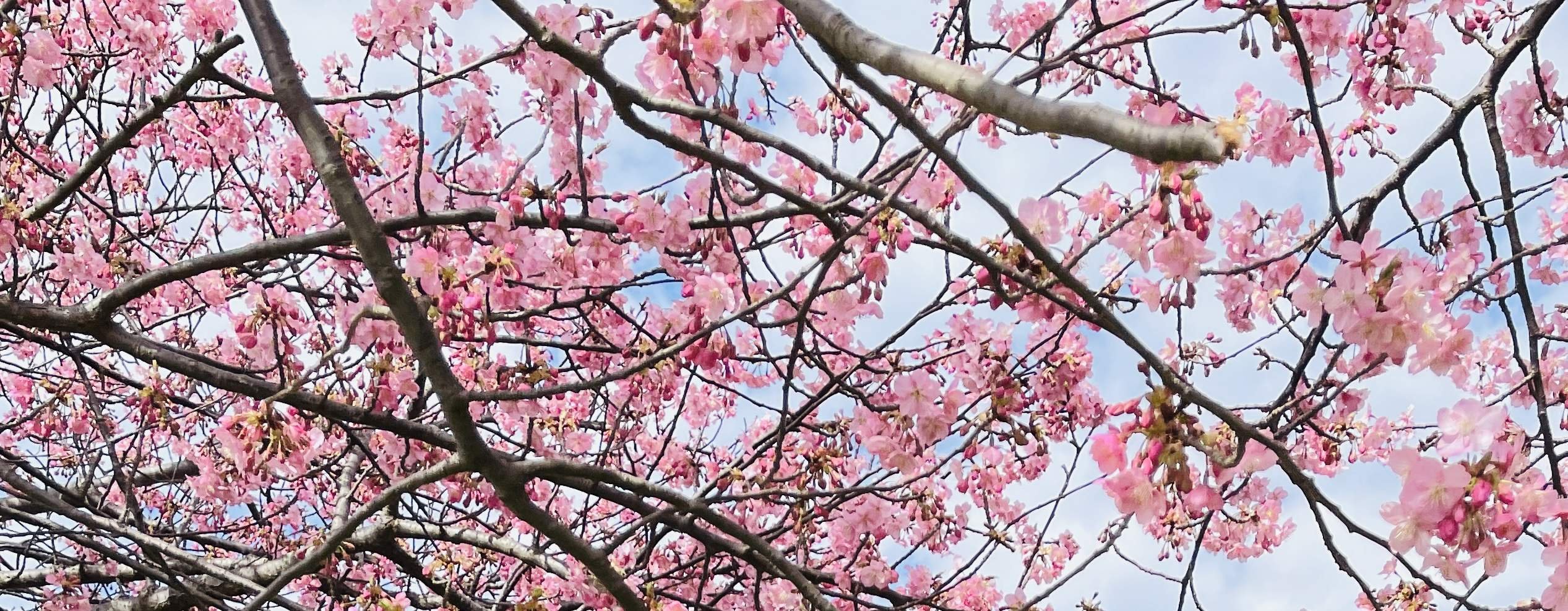 🏞️ 타이부사곶 자연공원 (다이부사미사키 시젠코엔) 이미지 9